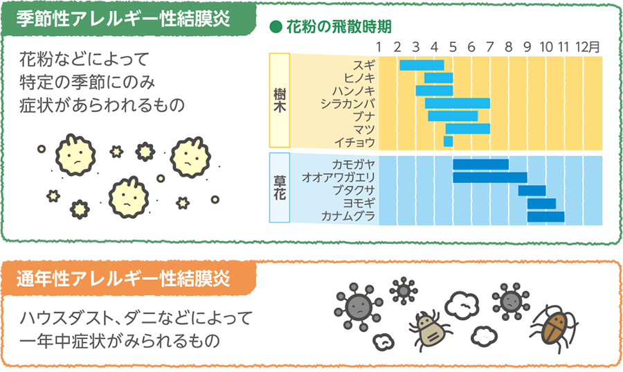 季節性アレルギー性結膜炎と通年性アレルギー性結膜炎の違い