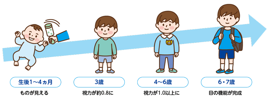 生後1～4か月：ものが見える。3歳：視力が0.8に。4～6歳：視力が1.0以上に。6・7歳：目の機能が完成。