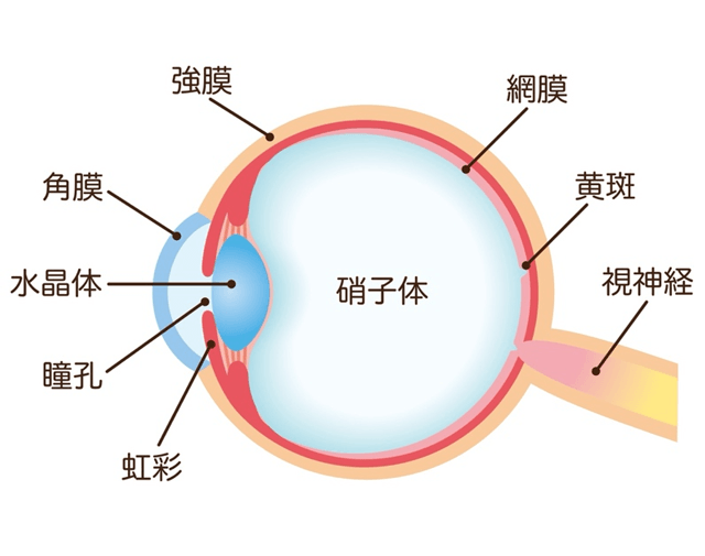 硝子体