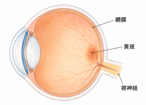 硝子体の各部位の名称