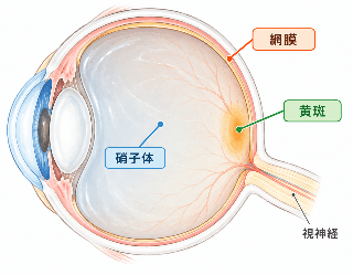 硝子体の図